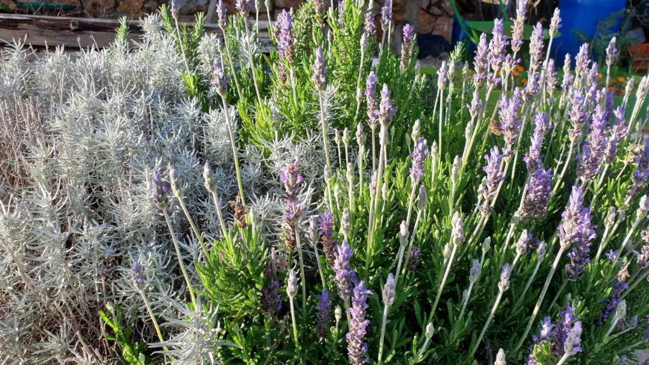 Semesterbostad Mary's Garden