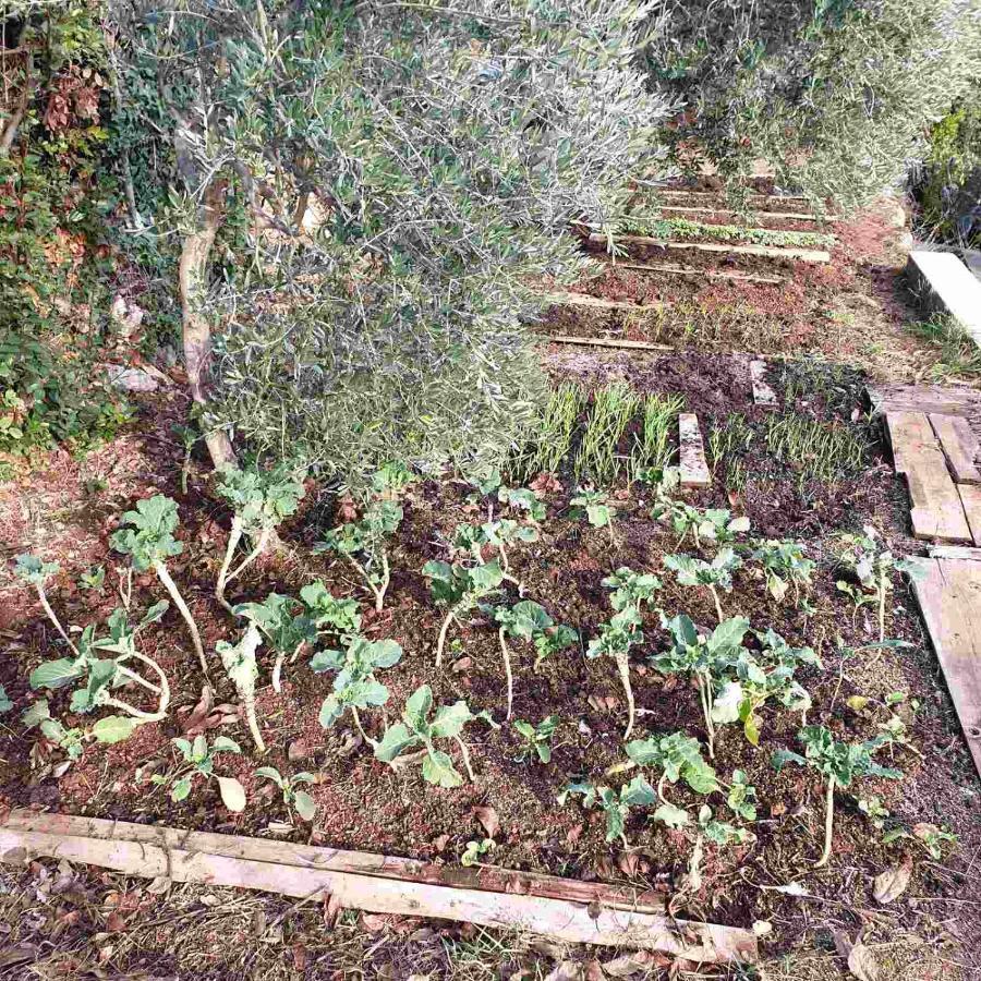 Mary's Garden Holiday home Tulisevica