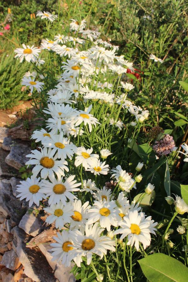 Mary's Garden Semesterbostad *