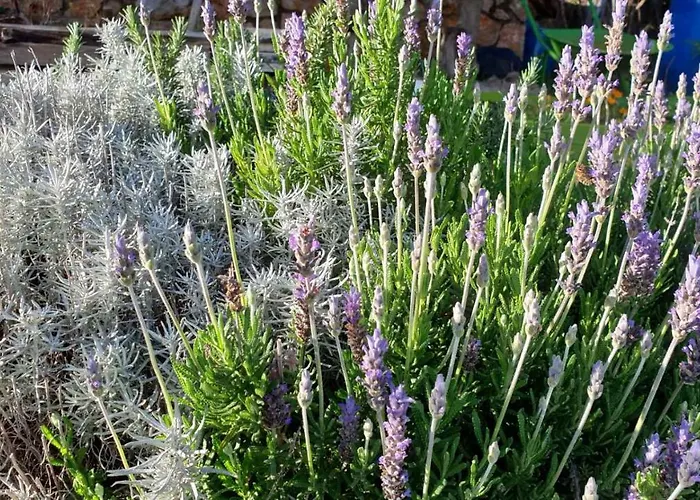 Mary\'S Garden